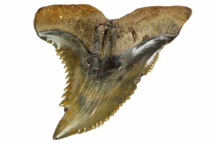 Serrated, Fossil Shark (Hemipristis) Tooth #142461